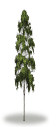 tree58