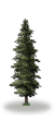 tree59