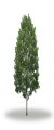tree6