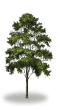 tree60