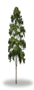 tree63