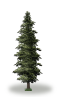 tree64