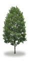 tree65