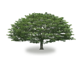 tree66