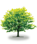 tree67