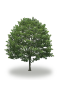 tree68