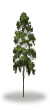 tree69