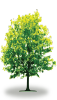tree7