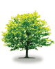 tree70