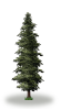 tree9